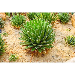 Agáve kráľovská (Agave victoriae-reginae) - výška 10-15 cm, ⌀ 20-30 cm, kont. C6L (-20°C)